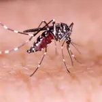 Febbre dengue: sintomi, trattamento e prevenzione