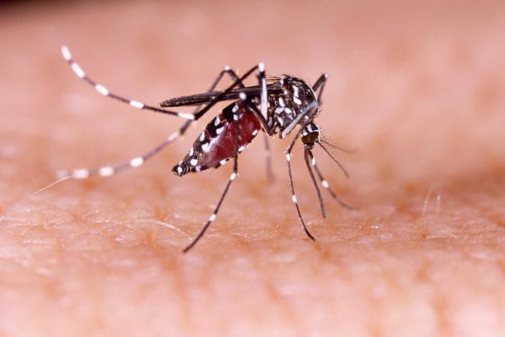 Febbre dengue: sintomi, trattamento e prevenzione